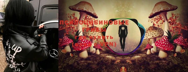 a pvp Тайга
