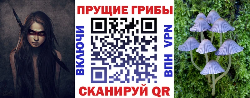 купить   Миньяр  Псилоцибиновые грибы Psilocybine cubensis 